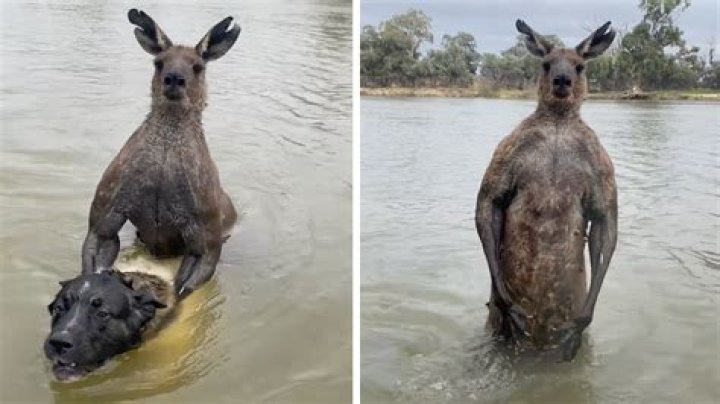 Do kangaroos try to drown you?