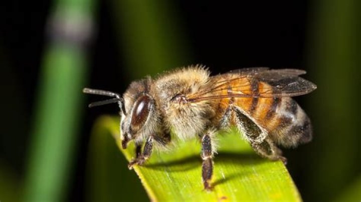 Do killer bees make honey?