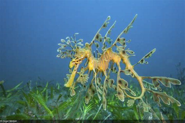 Do leafy sea dragons have bones?