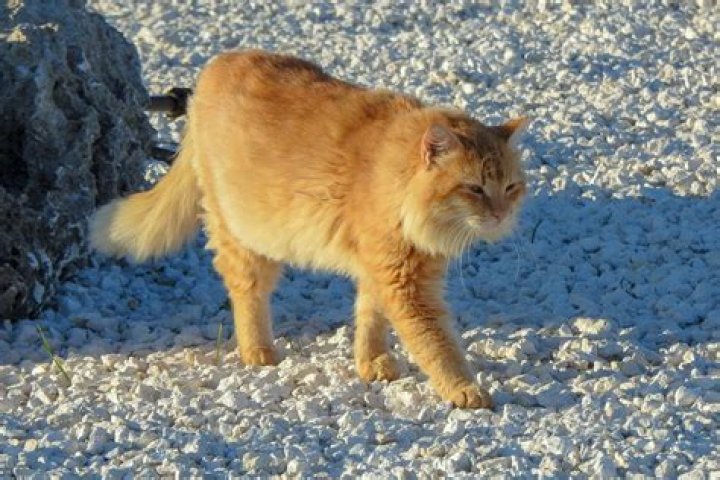 Do lice freeze to death?