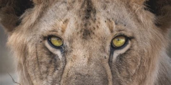 Do lions see humans as a threat?