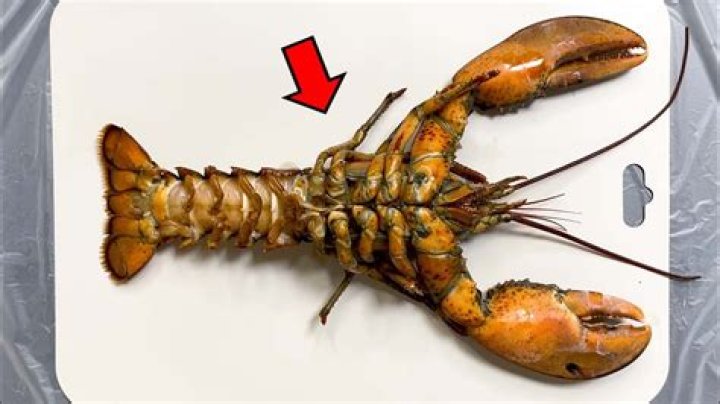 Do lobsters have brains?