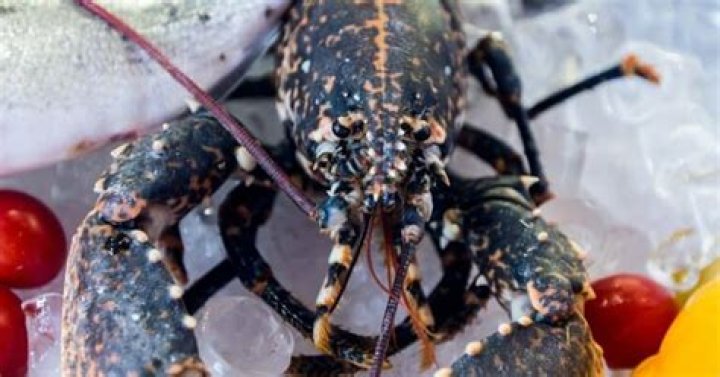Do lobsters have parasites?