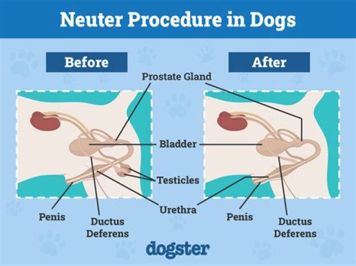 Do male dogs know im on my period?