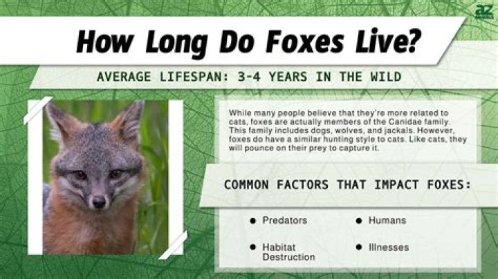 Do male foxes stay with the family?