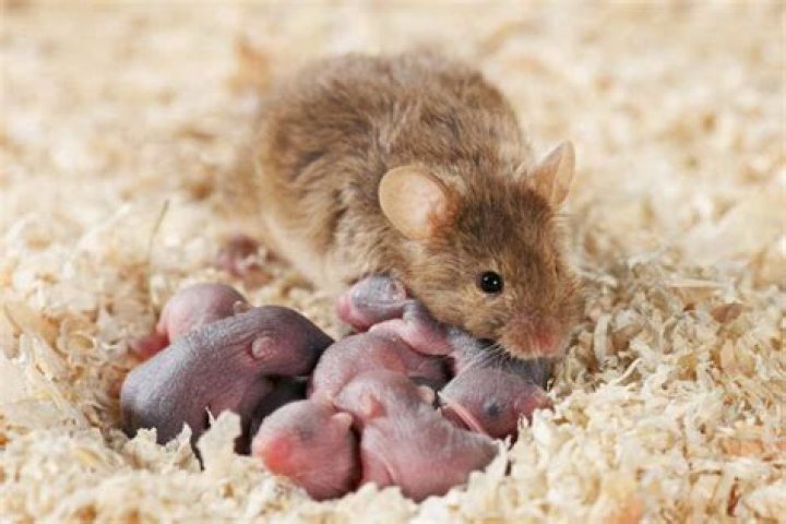 Do mice smell humans?