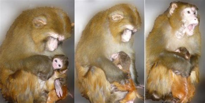 Do monkeys eat their babies?