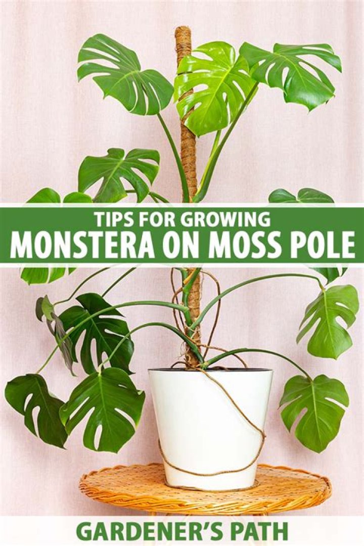 Do Monsteras need misting?