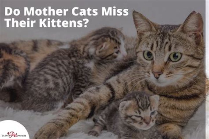 Do mum cats miss their kittens?