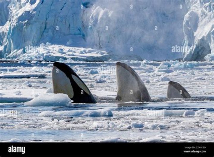 Do orcas eat leopard seals?