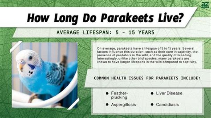 Do parakeets get high?