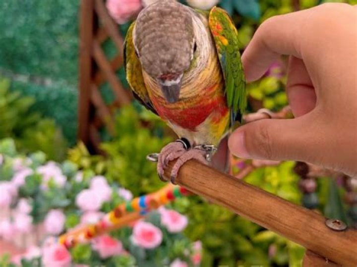 Do parrots like to be petted?