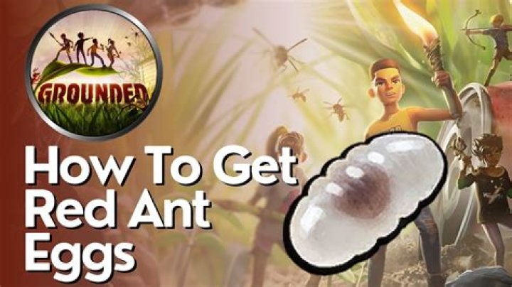 Do people eat red ant eggs?