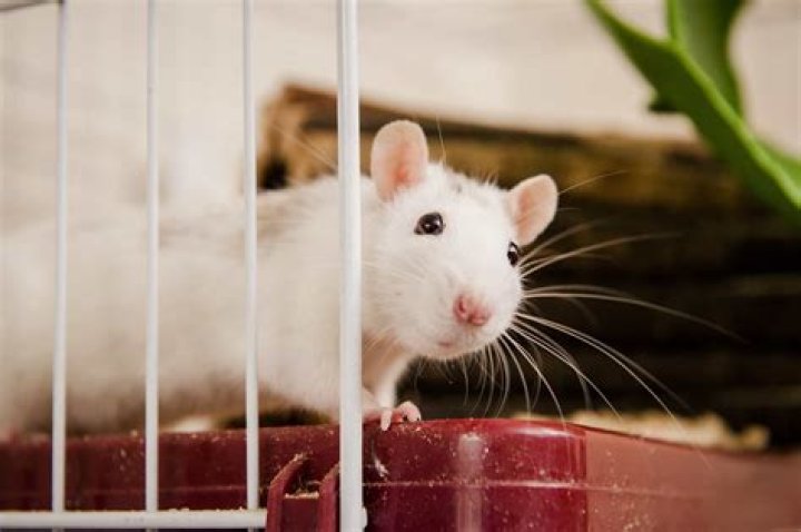 Do pet rats cages smell?