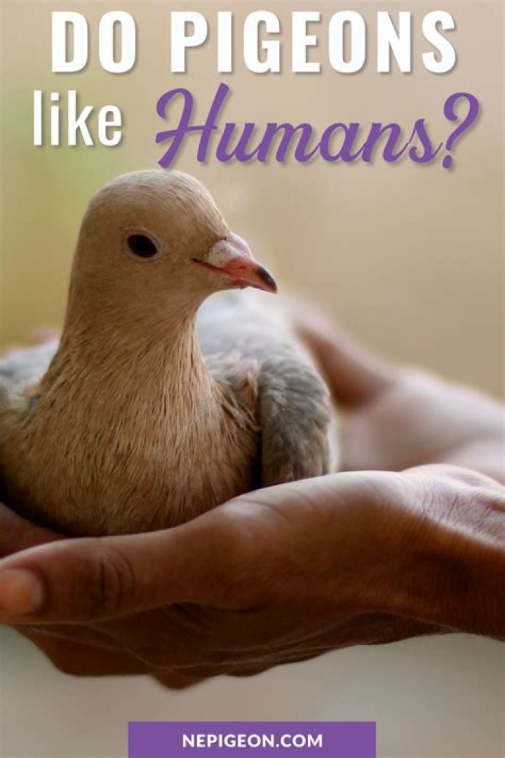 Do pigeons like humans?