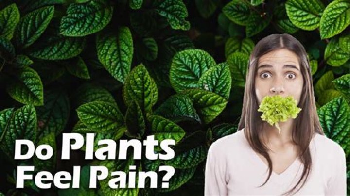 Do plants feel fear?