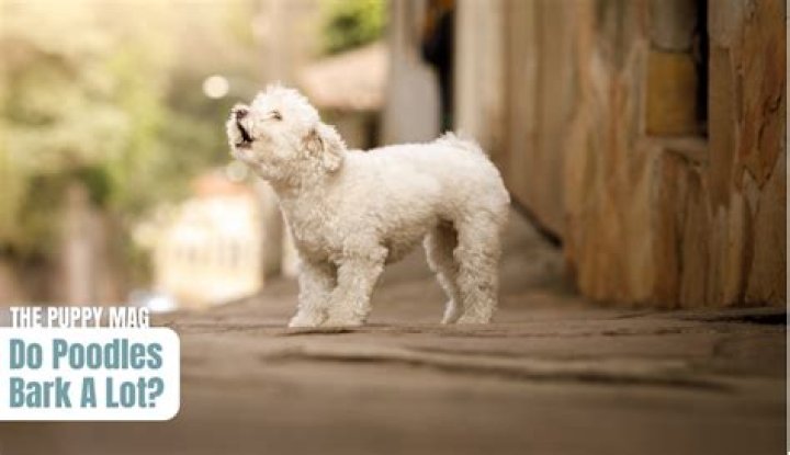 Do poodles bark a lot?