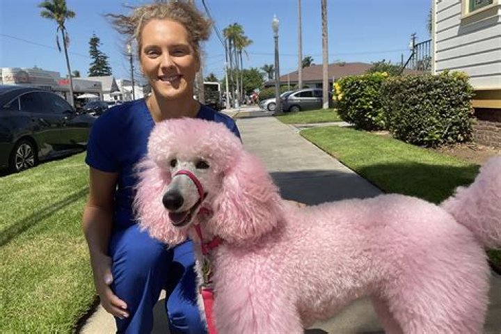 Do poodles clean themselves?