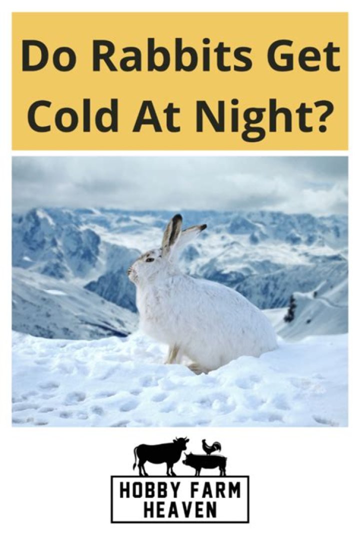 Do rabbits get cold inside the house?