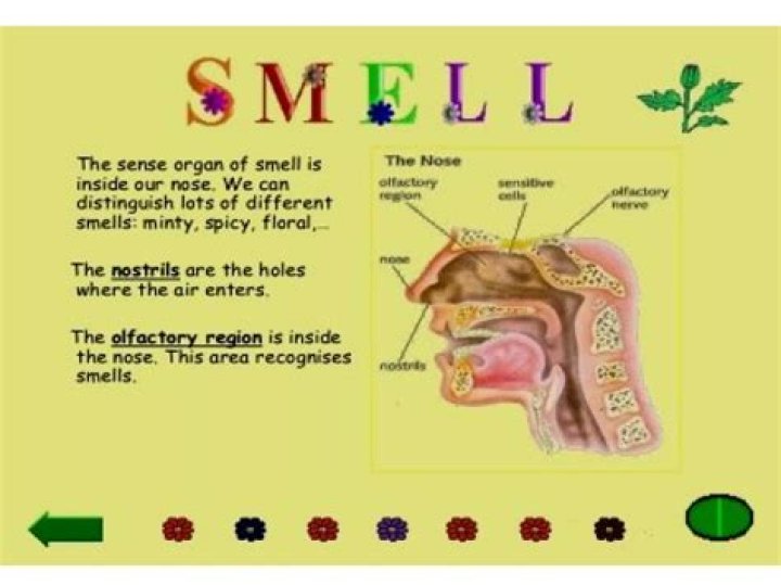 Do races smell different?