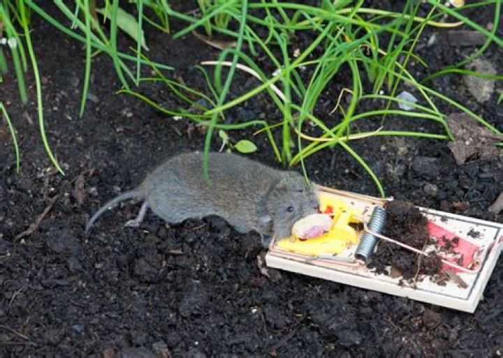 Do rats eat mice?