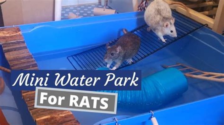 Do rats like playing in water?