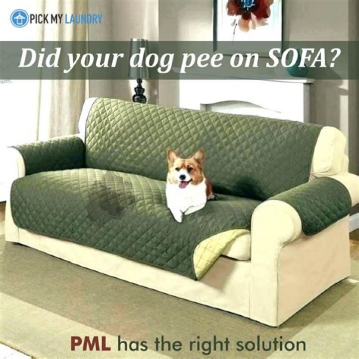 Do rats pee on furniture?