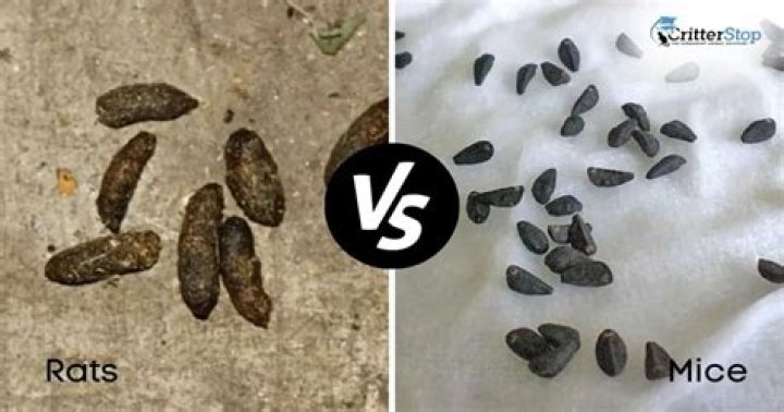 Do rats poop in the same spot?