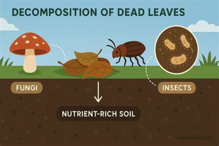 Do seeds decompose in compost?