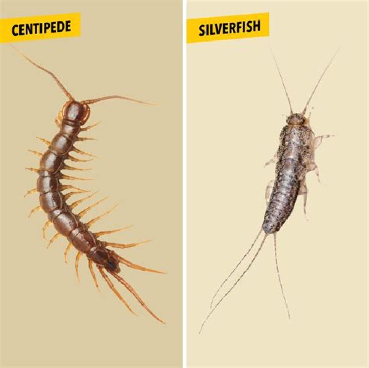 Do silverfish have nests?