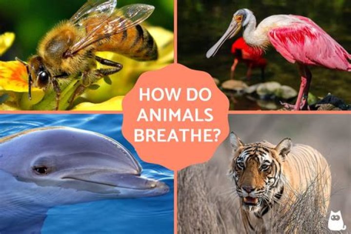 Do singers breathe differently?