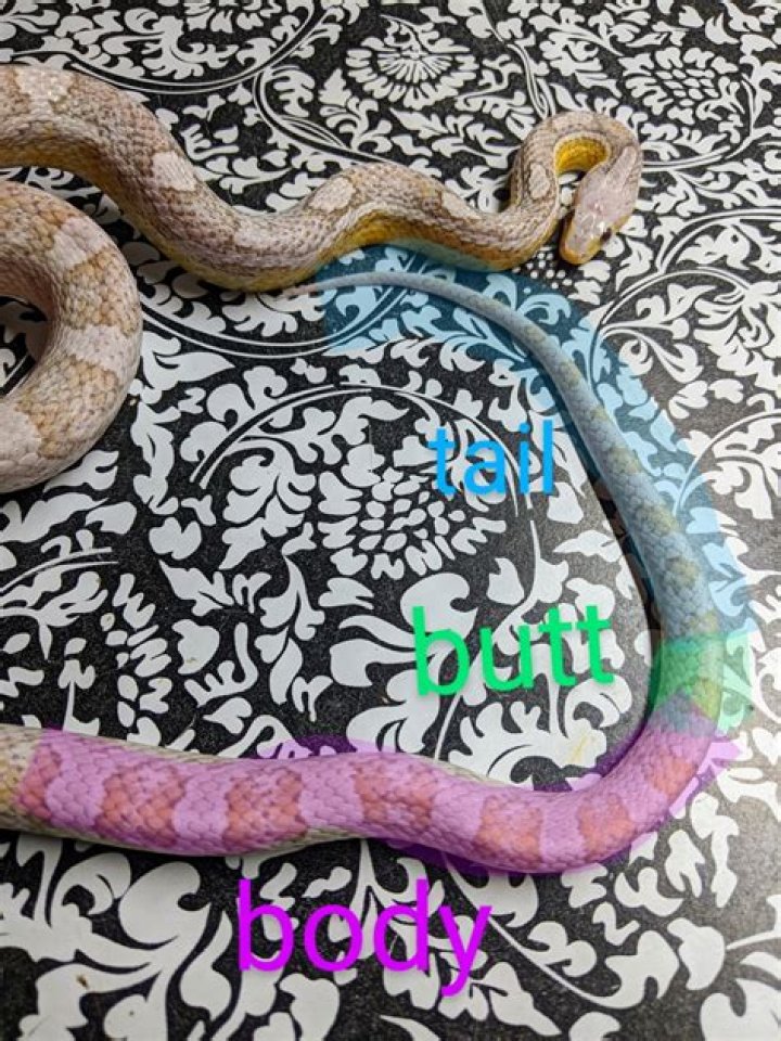 Do snakes have both sexes?