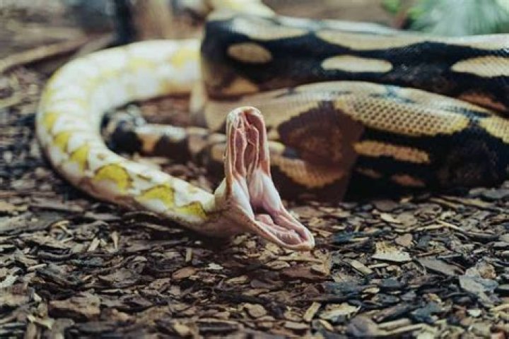 Do snakes yawn?