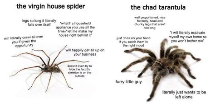 Do spiders hate humans?