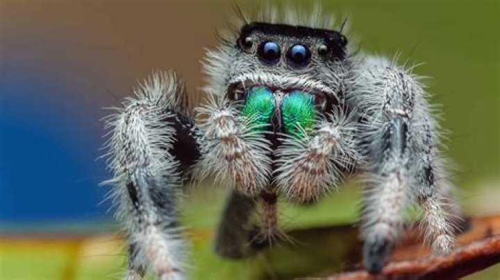 Do spiders have emotions?