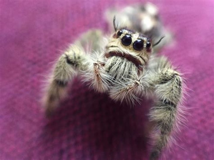 Do spiders like being pet?