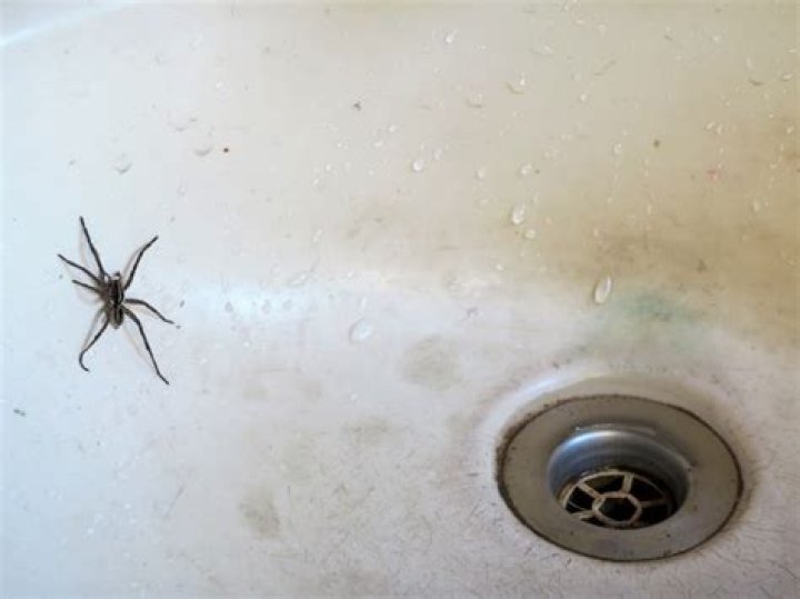 Do spiders use bathrooms?
