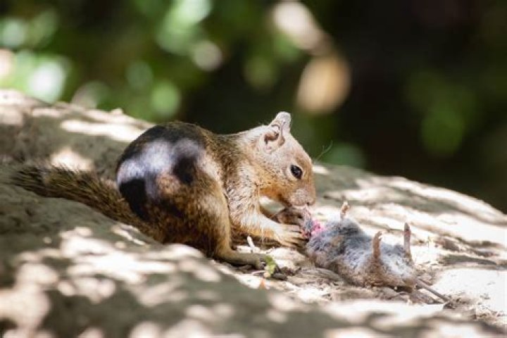 Do squirrels eat mice?