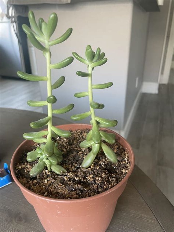 Do succulents like tight pots?