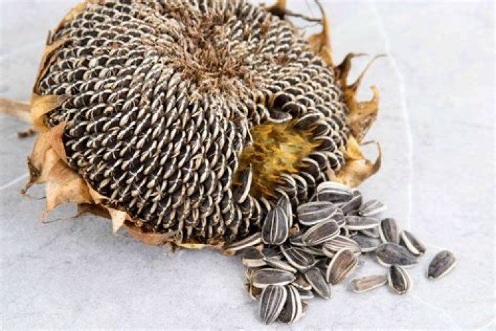 Do sunflower seeds attract rats?