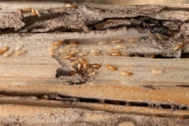Do termites eat HardiPlank?
