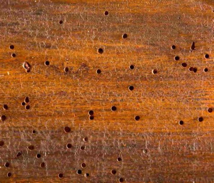 Do termites eat hardwood floors?