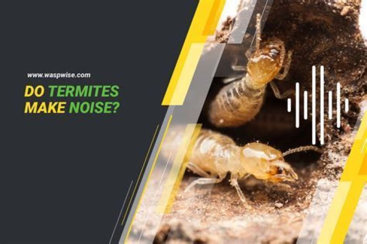 Do termites make a buzzing sound?