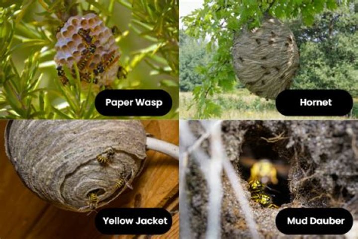 Do wasps build nests in shrubs?