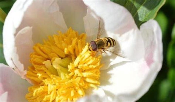Do wasps pollinate plants and flowers?