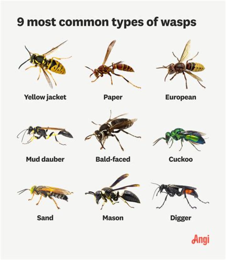 Do wasps wait for you?