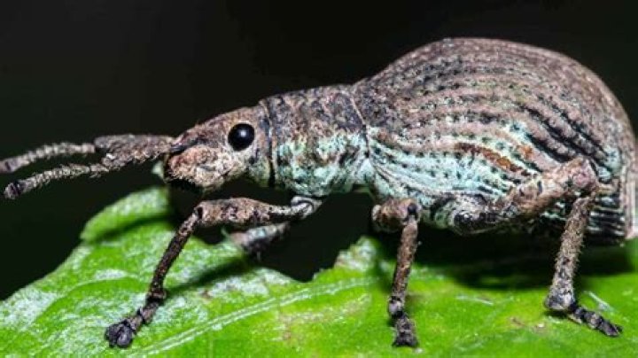 Do weevils live in oats?