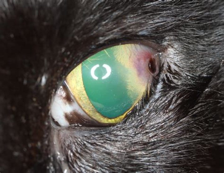 Do white cats have eye problems?
