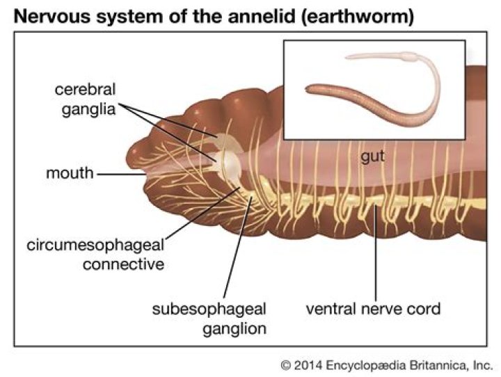 Do worms have a brain?