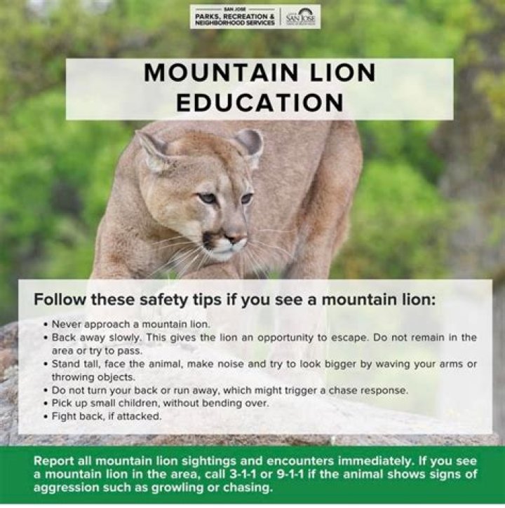 Do you make noise when you see a mountain lion?